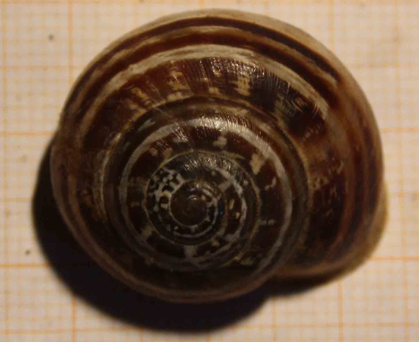 eobania vermiculata?